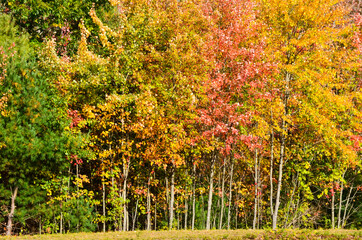 A nice view of colored trees
