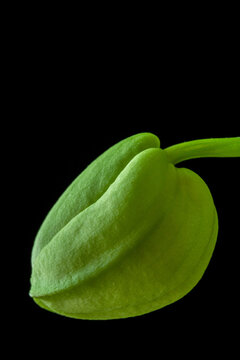 Green Orchid Bud vertical macro on Black background, growth and life cycle of a plant