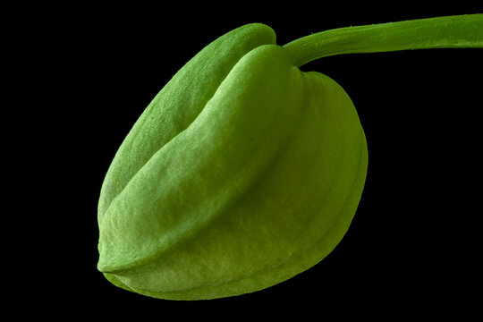 Green Orchid Bud horizontal macro on Black background, growth and life cycle of a plant