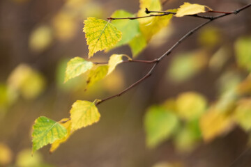 Yellow leaves on birch branches against blurred autumn background, small depth of focus.