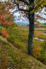 Autumn along Duck Brook Road, Acadia National Park, Maine