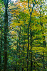 Obraz premium Autumn Scenic, Great Smoky Mountains National Park