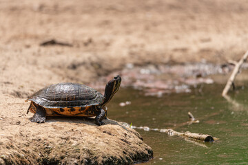 Turtle sunbathes next to a pond