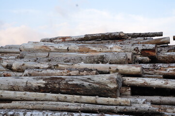 stack of firewood in a row. Wood cut logs in a forest. Woodcutting industry timber 