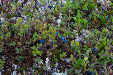 blueberry bush in the forest