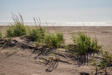 Dune Grass on Ocean Beach on a Bright, Sunny Day