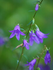 purple bell flower. 