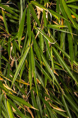 Qingchuan Jianzhu or Rufa Bamboo (Fargesia rufa)