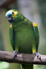 Green parrot looking