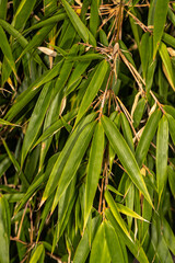 Leaves of Umbrella Bamboo (Fargesia robusta)