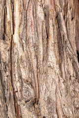 Bark of Monterey Cypress (Cupressus macrocarpa)