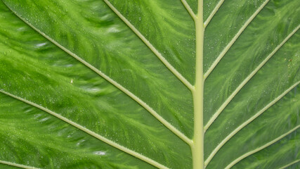 A green vein leaf floral plant as a nature organic background macro. Ecological and sustainable natural wallpaper.