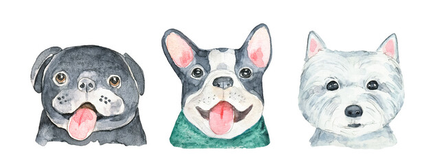 Water color set of popular small dog breed: pug, french bulldog, west highland terrier. Hand painted watercolour, cutout clip art elements for design, poster, banner, card, stickers, event invitation.