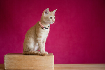 Gato sendato viendo fijamente