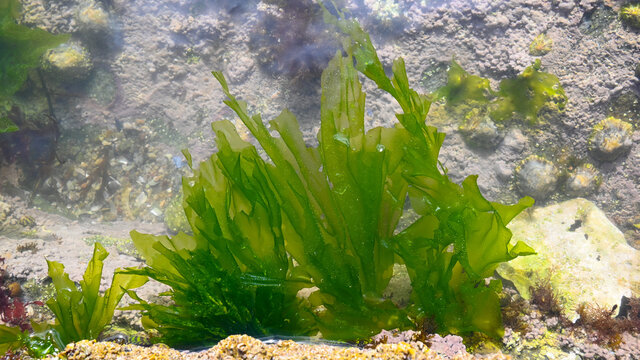 Underwater green algea in atlantic ocean
