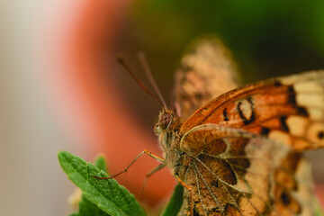 Macro close up of a butterfly in the garden