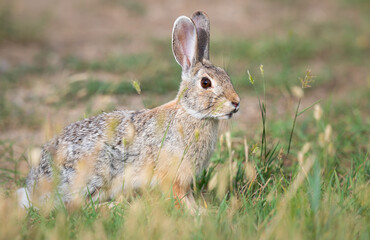 Hare