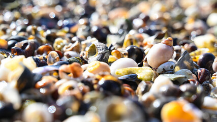 Shells as a colorful background in atlantic ocean