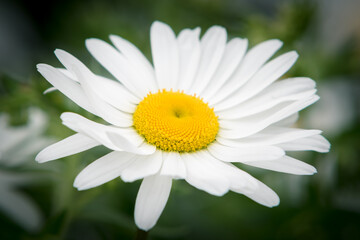 Fototapeta premium daisy flower closeup