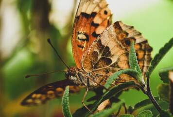 Macro close up of a butterfly in the garden
