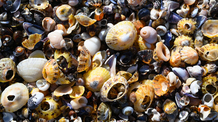 Bunte Muscheln am Strand als Hintergrund im Atlantik Frankreich