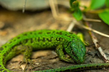 green spotted lizard on a tree with leaves basking in the sun