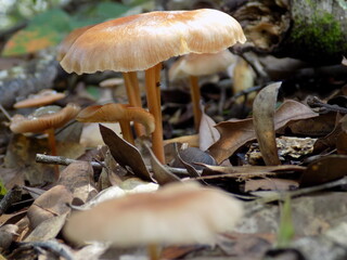 Brown Mushroom with Crown Cap