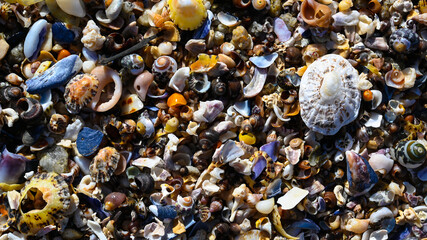 Seashells on the beach