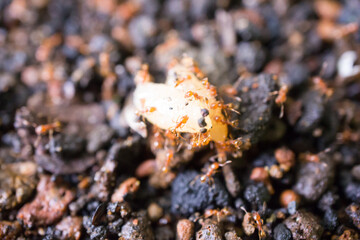 ご飯粒に群がるアリ
