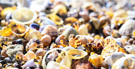 Muschelansammlung im Atlantik als bunter Hintergrund