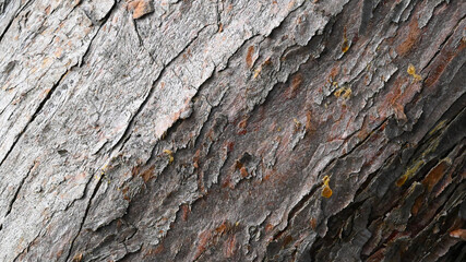 Old wood bark background