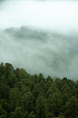 Fototapeta na wymiar paisaje con pinos verdes en invierto con neblina en pachuca hidalgo 