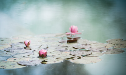 Seerose, Lotus © Hannes