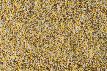 Many Amaranth seeds, top view