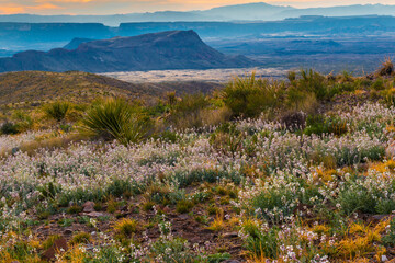 Wildflowers Blooming Across The Chihuahuan Desert, Big Bend National Park, Texas, USA