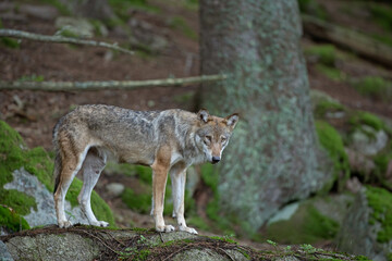 Fototapeta premium Eurasian wolf, canis lupus lupus, hiding in the forest. Europe nature. Wolf lying down in nature. Successful predator in the forest. Pack with offspring. Rare predator in European nature
