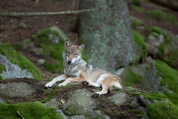 Eurasian wolf, canis lupus lupus, hiding in the forest. Europe nature. Wolf lying down in nature. Successful predator in the forest. Pack with offspring. Rare predator in European nature