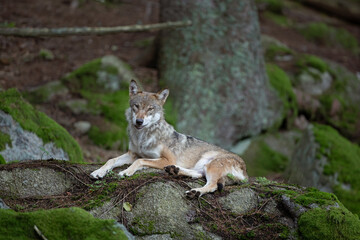 Eurasian wolf, canis lupus lupus, hiding in the forest. Europe nature. Wolf lying down in nature. Successful predator in the forest. Pack with offspring. Rare predator in European nature