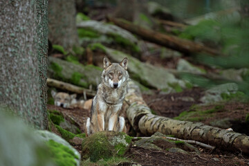 Eurasian wolf, canis lupus lupus, hiding in the forest. Europe nature. Wolf lying down in nature. Successful predator in the forest. Pack with offspring. Rare predator in European nature
