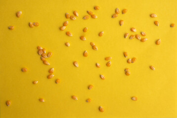 Organic Popcorn Kernels seeds on yellow background