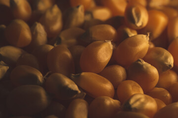 Organic Popcorn Kernels seeds macro close up portrait, selective focus