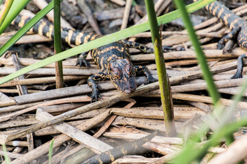 Alligator Hatchlings  (Alligator mississippiensis)   On The Wetlands Walkway On The Creole Nature Trail, Sabine National Wildlife Refuge, Louisiana, USA