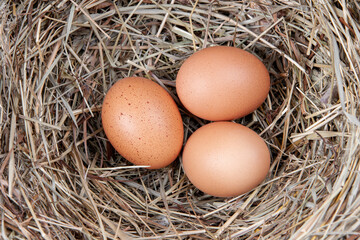Brown chicken eggs in a straw nest