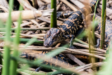 Alligator Hatchlings  (Alligator mississippiensis)   On The Wetlands Walkway On The Creole Nature Trail, Sabine National Wildlife Refuge, Louisiana, USA