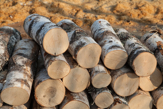 Brich logs texture background