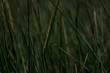 grass in the wind
