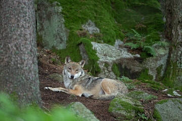 Eurasian wolf, canis lupus lupus, hiding in the forest. Europe nature. Wolf lying down in nature. Successful predator in the forest. Pack with offspring. Rare predator in European nature