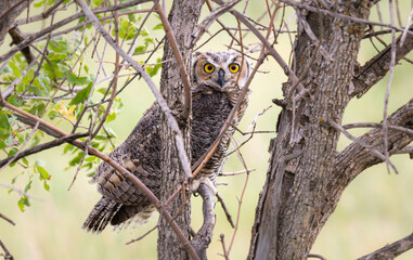 Great horned owl