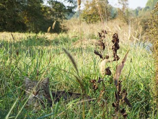 dry grass in the wind