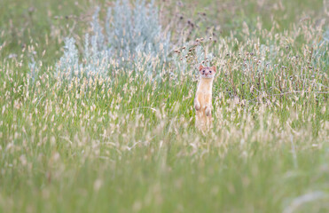Long tailed weasel